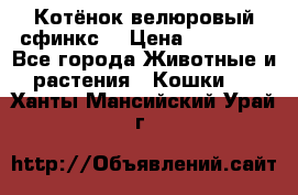 Котёнок велюровый сфинкс. › Цена ­ 15 000 - Все города Животные и растения » Кошки   . Ханты-Мансийский,Урай г.